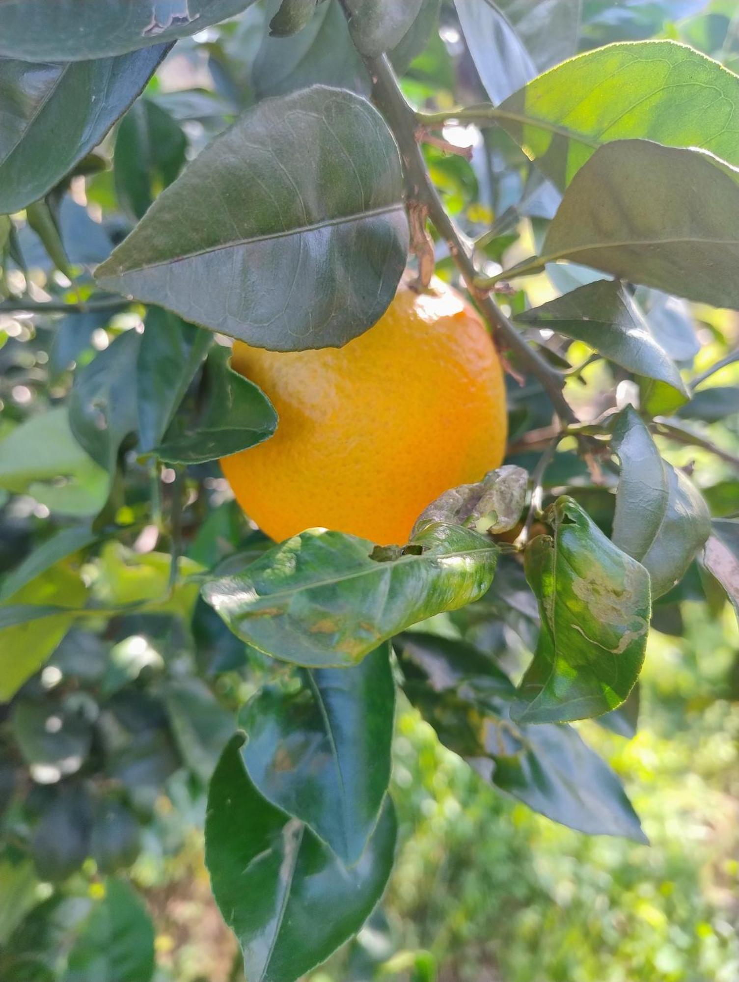Villa Mios Muro Leccese Bagian luar foto